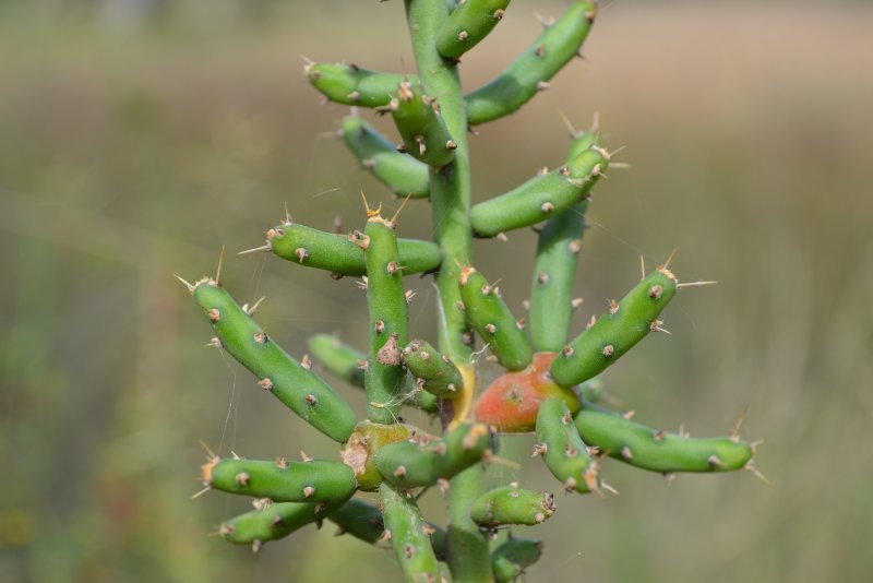 Cylindropuntia leptocaulis