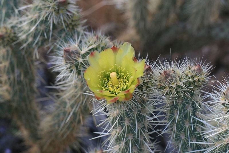 Сylindropuntia imbricata опунция черепитчатая