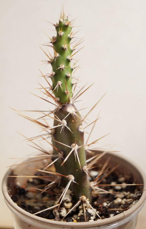 Cylindropuntia boliviensis