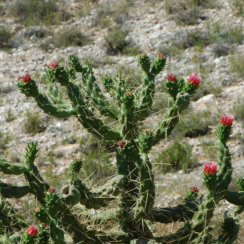 Austrocylindropuntia shaferi