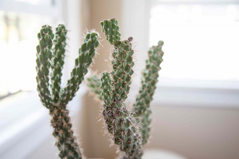 Cylindropuntia rosea