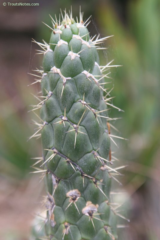 Opuntia cylindrica