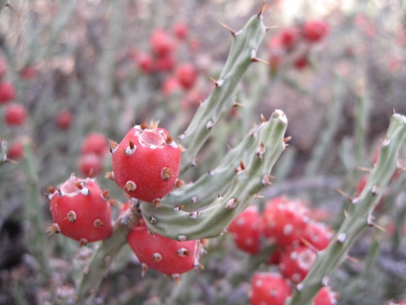 Cylindropuntia leptocaulis