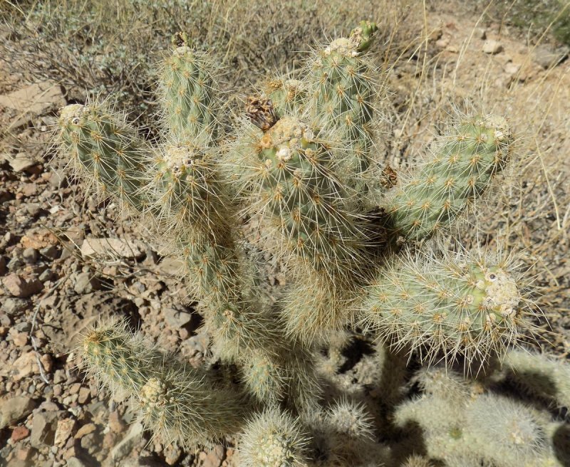 Cylindropuntia vildiflora