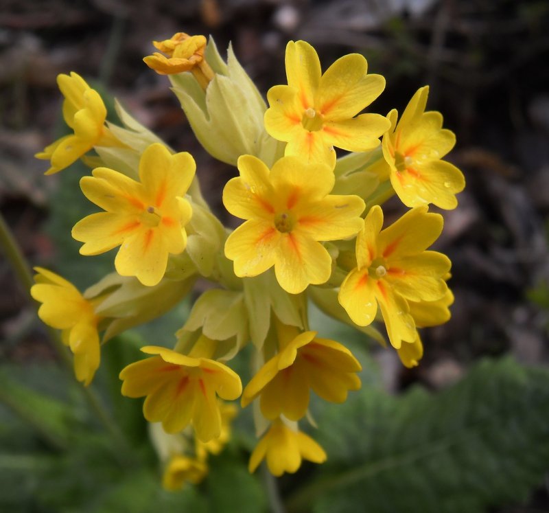 Примула Весенняя (Primula veris)