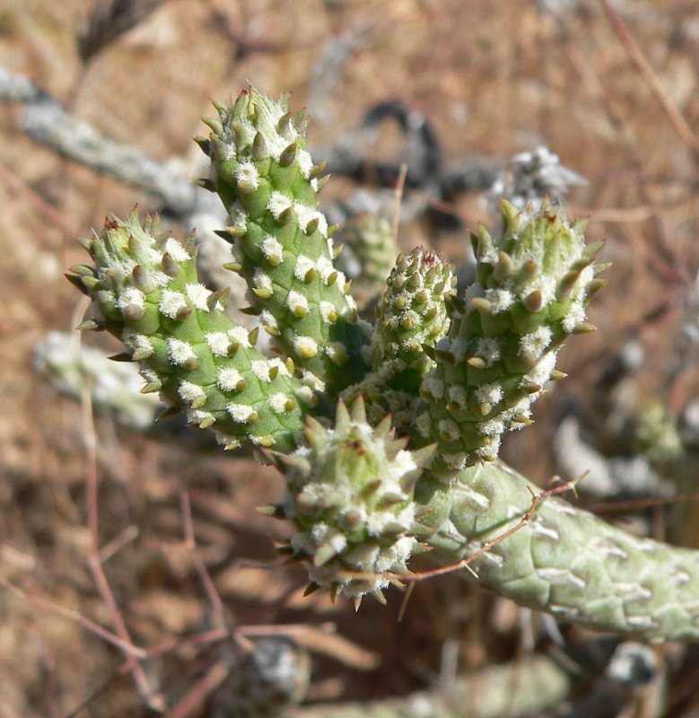 Cylindropuntia ramosissima