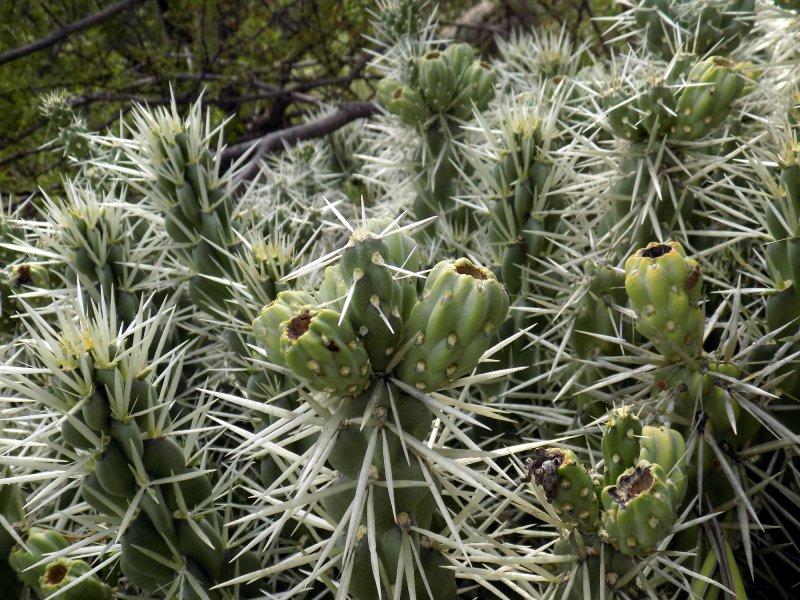Opuntia Tunicata