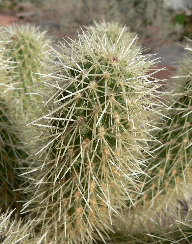 Cylindropuntia lloydii