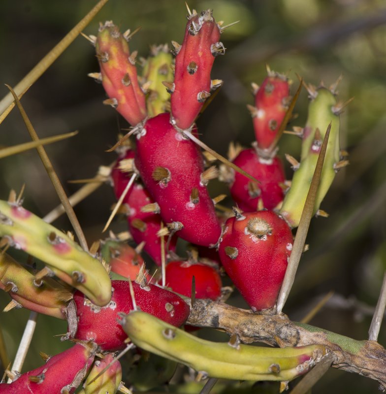 Cylindropuntia echinocarpa
