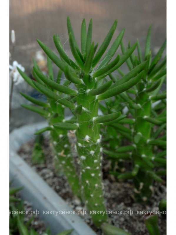 Cylindropuntia leptocaulis