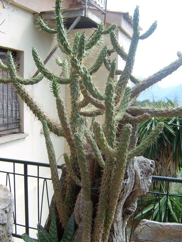 Аустроцилиндропунция цилиндрическая (Austrocylindropuntia cylindrica)