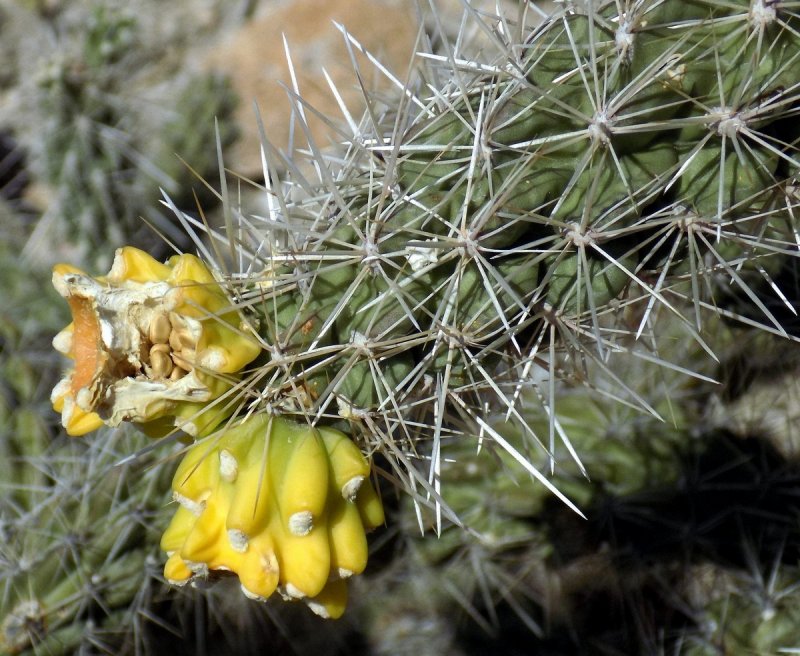 Cylindropuntia imbricata