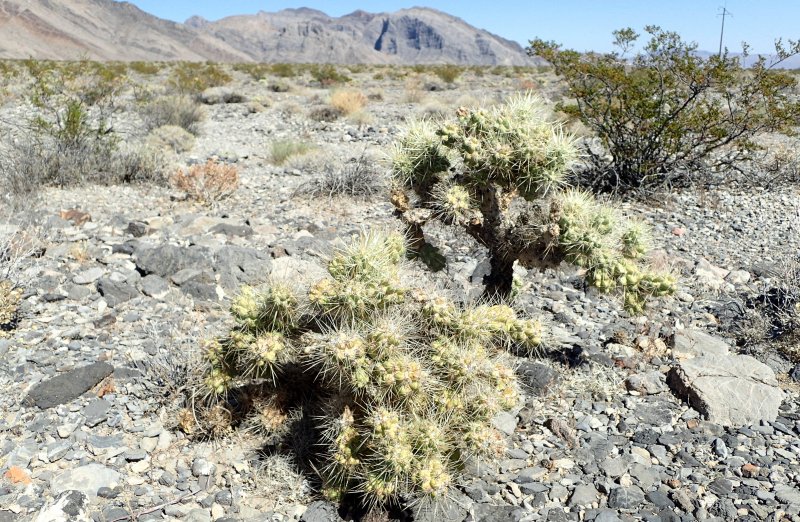 Cylindropuntia imbricata