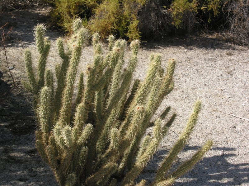 Cylindropuntia fulgida