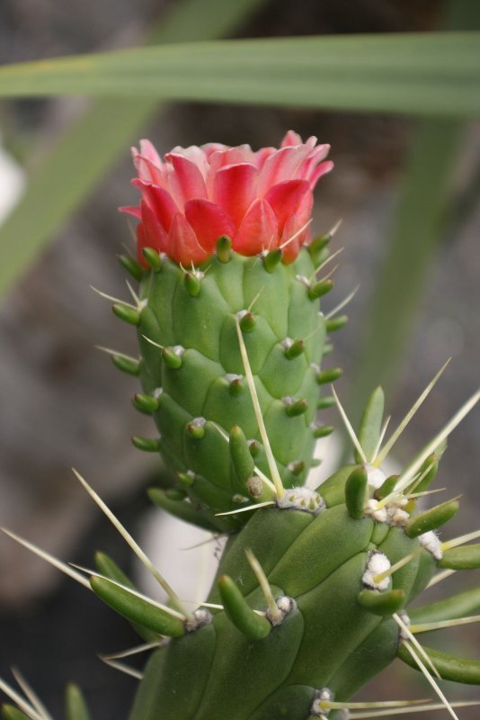 Austrocylindropuntia steiniana)
