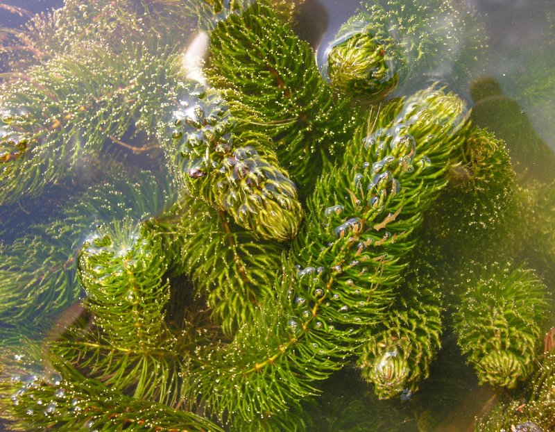 Роголистника Ceratophyllum demersum