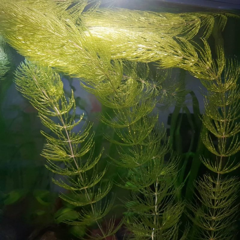 Роголистник погруженный Ceratophyllum demersum