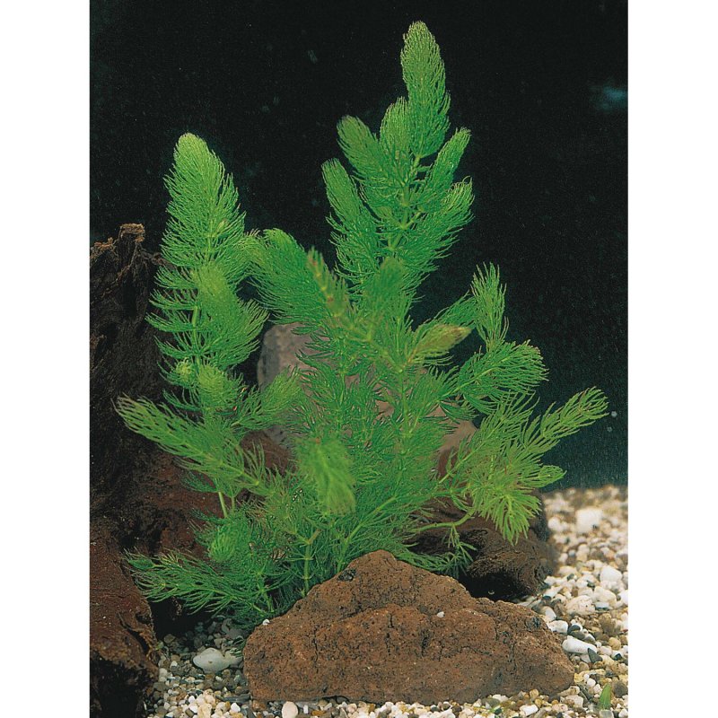 Роголистник полупогруженный (Ceratophyllum submersum);