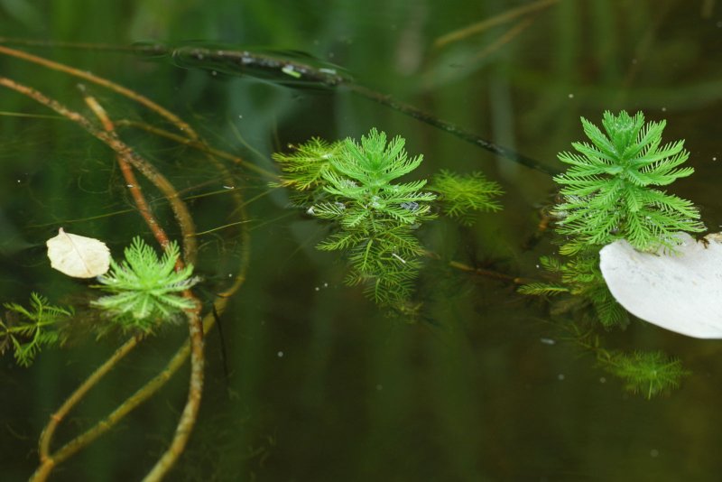 Уруть колосистая (Myriophyllum spicatum),