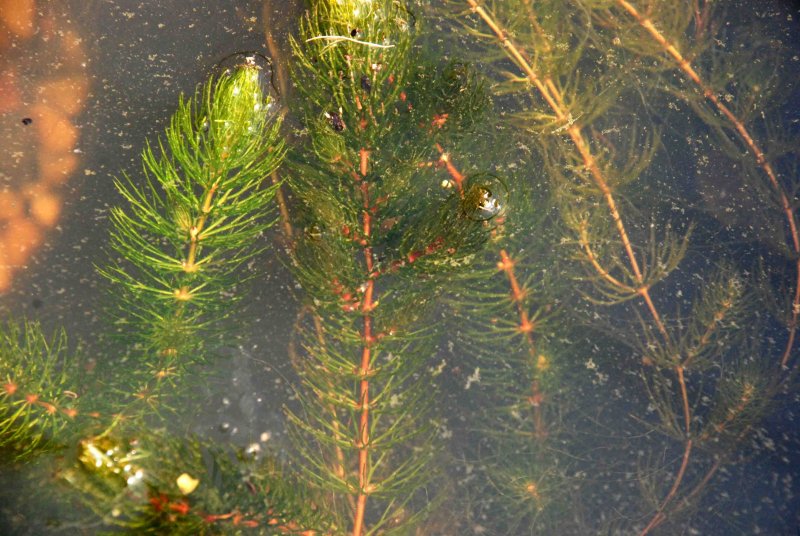 Роголистник погруженный Ceratophyllum demersum