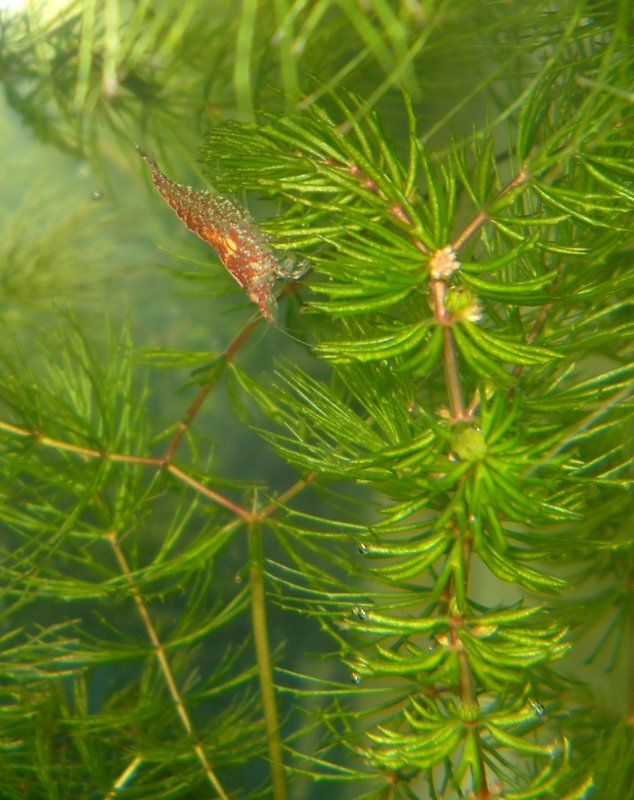 Перистолистник красностебельный (Myriophyllum heterophyllum)