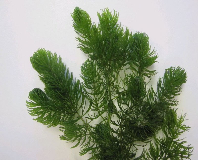 Ceratophyllum demersum