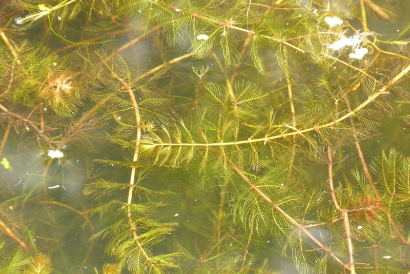 Уруть (Myriophyllum)