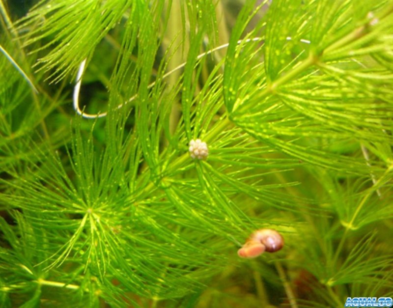 Ceratophyllum submersum