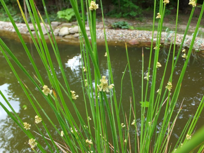 Ситник мечелистный (Juncus ensifolius)