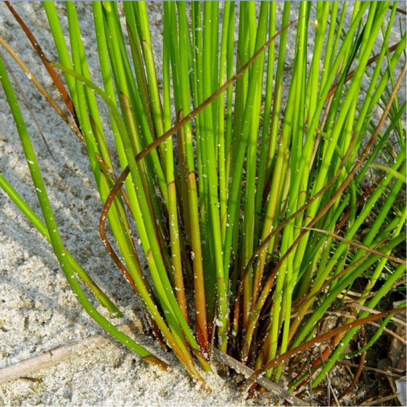 Juncus squarrosus