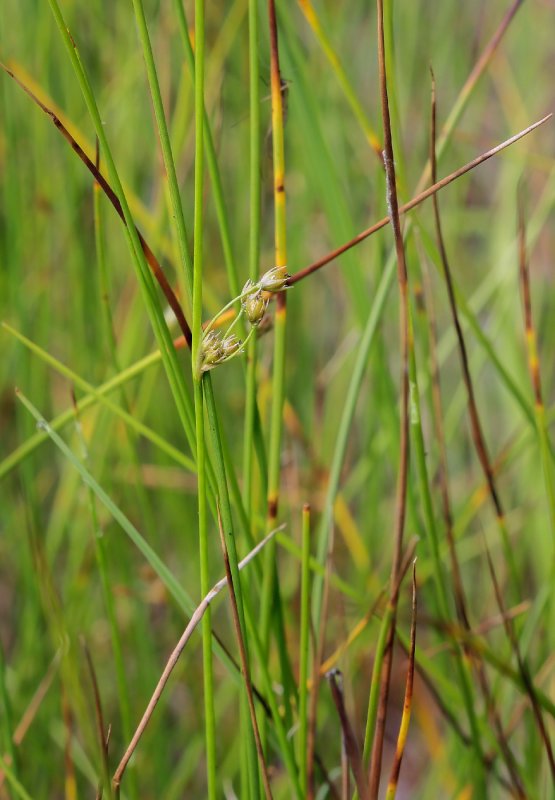 Juncus biglumis
