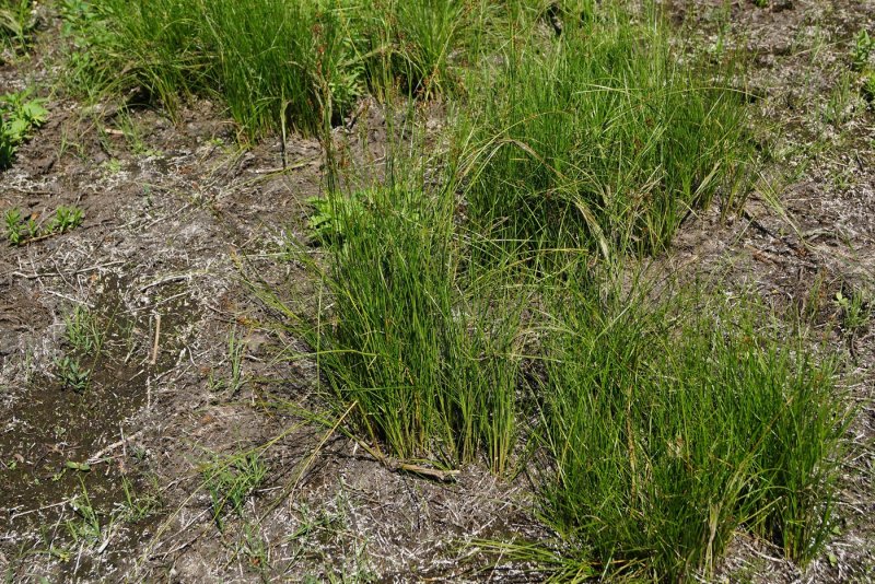 Ситник сплюснутый (Juncus compressus)