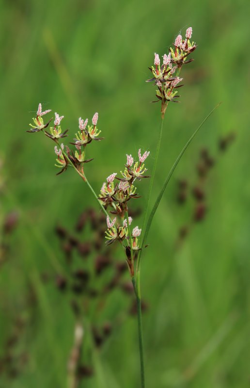 Ситник Жабий (Juncus bufonius l.)