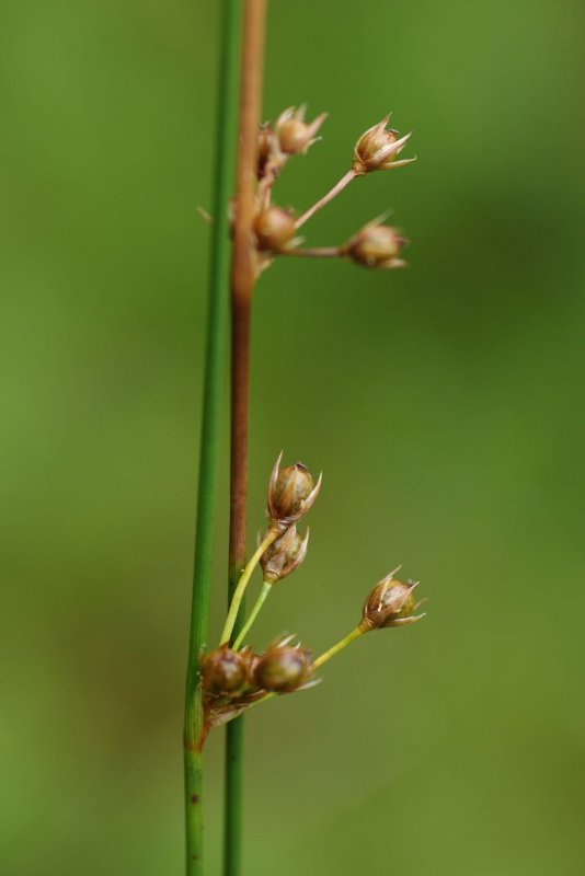 Juncus filiformis