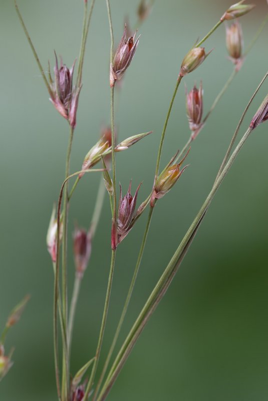 Ситник (Juncus)
