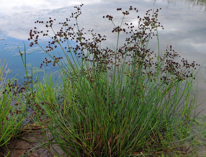 Ситник развесистый Juncus effusus