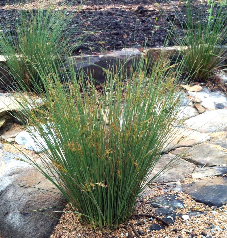 Ситник развесистый Juncus effusus