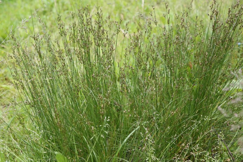 Ситник сплюснутый (Juncus compressus Jacq.)