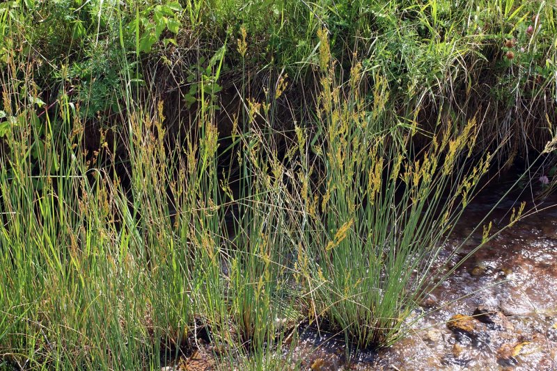 Ситник (Juncus)