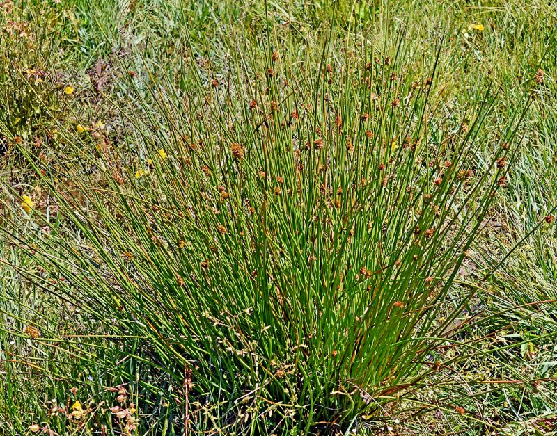 Ситник (Juncus)