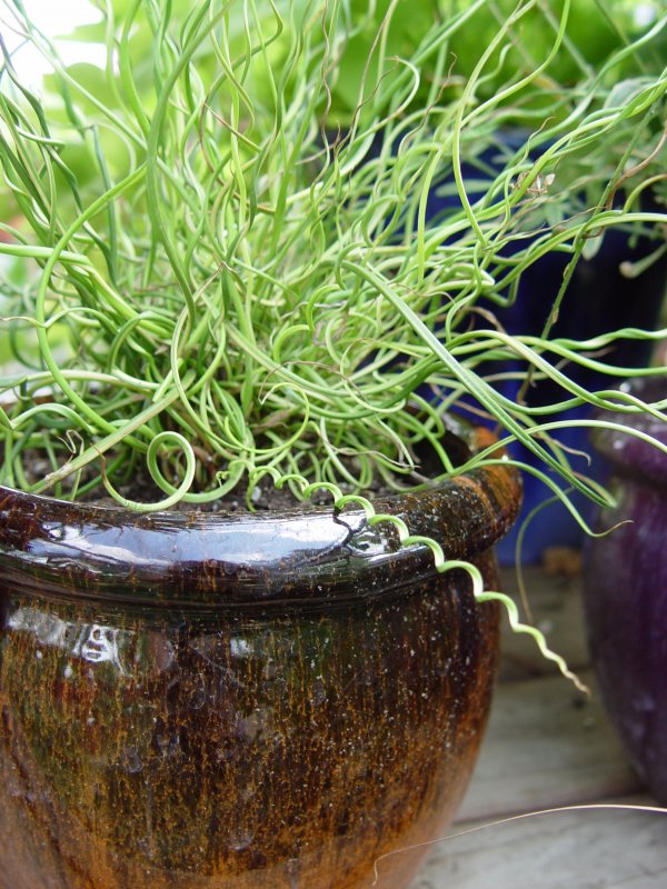 Ситник развесистый Juncus effusus