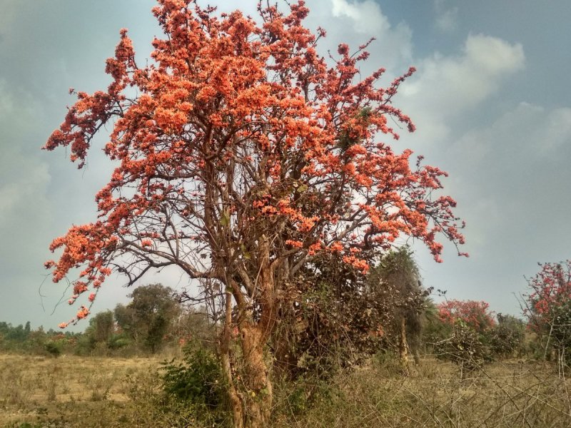Streblorrhiza speciosa