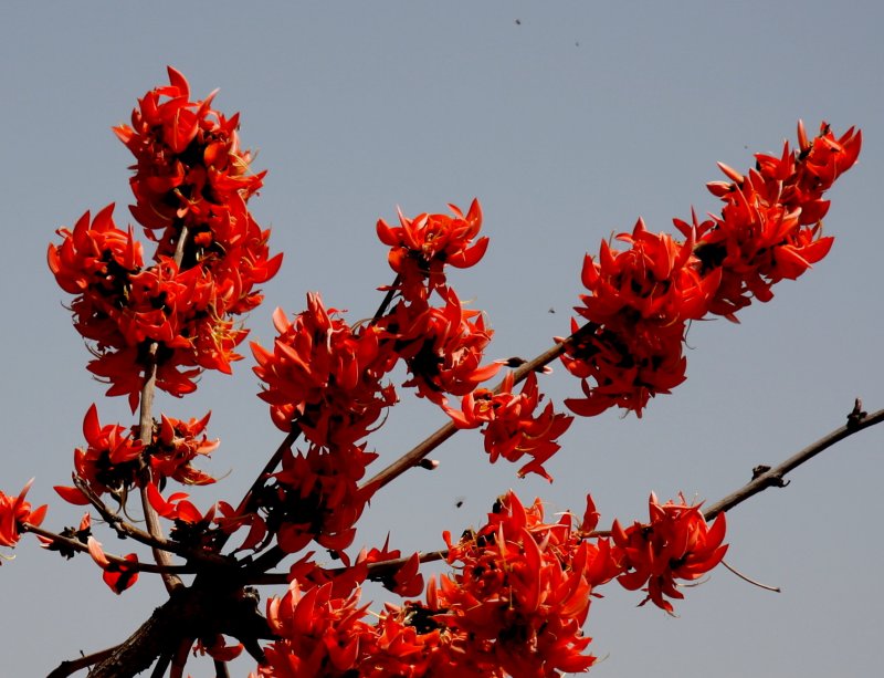 Streblorrhiza speciosa