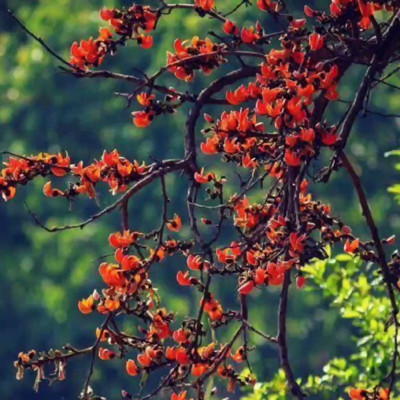 Растение Butea monosperma