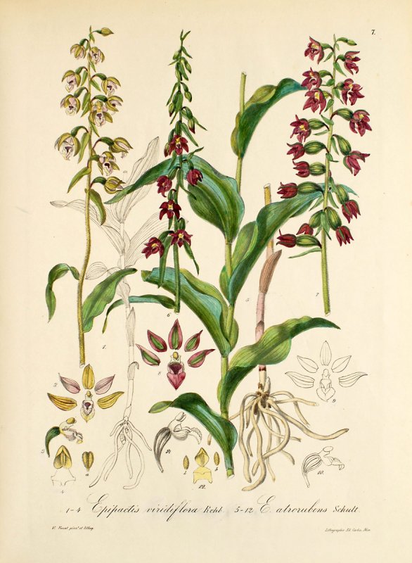 Milkwort растение