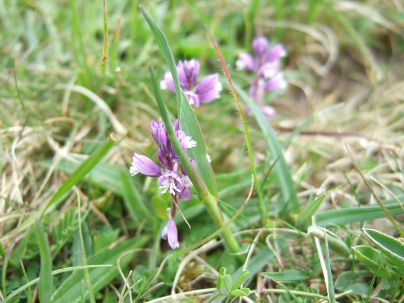 Polygala перевод с латинского