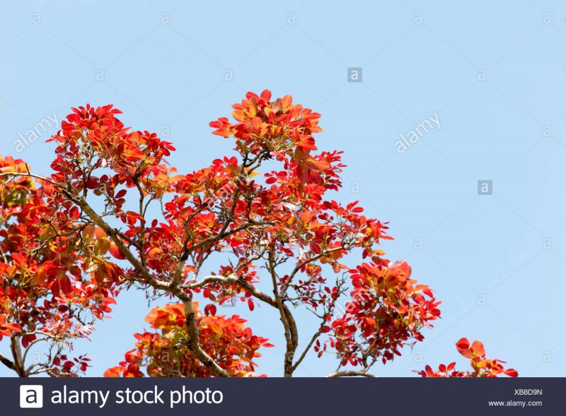 Maiden's hair Plant, several species of the genus Chlorodesmis
