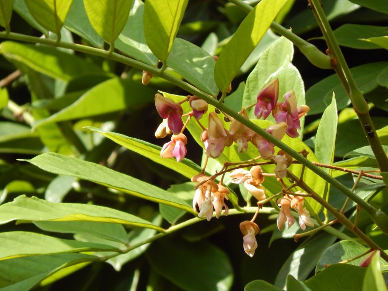Polygala vulgaris