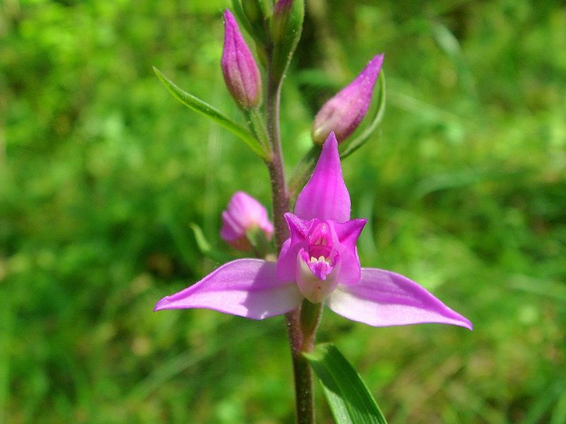 Streblorrhiza speciosa