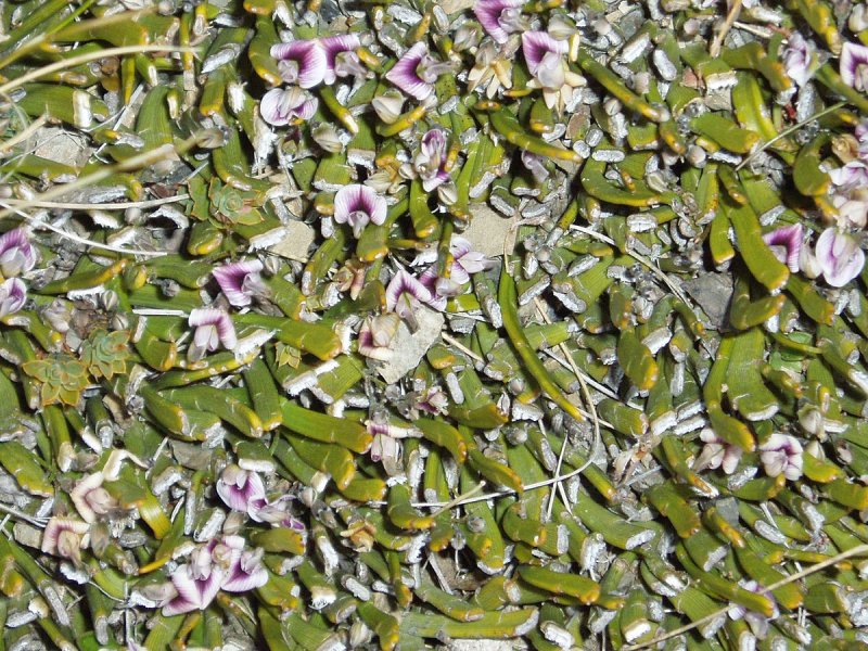 Polygala vulgaris плоды и семена фото